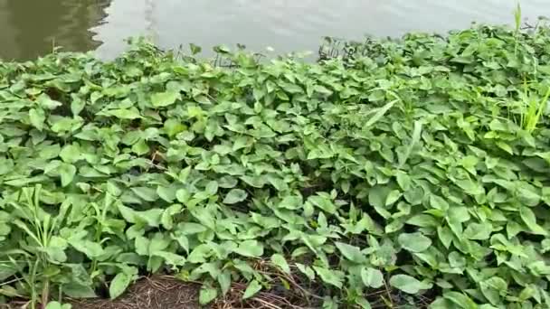 Water Morning Glory Water Morning Glory Farmers Grow Sell Vegetable — Stock Video
