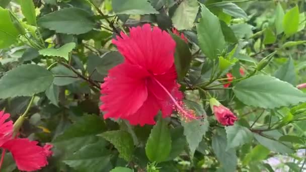 Röd Hibiscus Blomma Blommar — Stockvideo