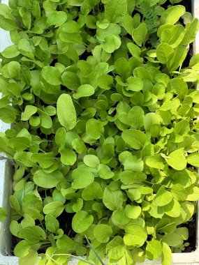 Bahçede yeşil bataklık çikleti yaprakları