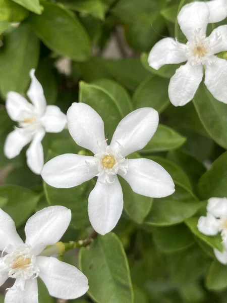 Doğa Bahçesinde Wrightia Antidysenterica Çiçeği — Stok fotoğraf