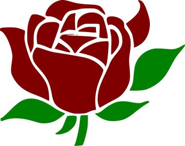 Beyaz arkaplanda kırmızı gül