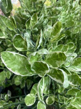 Pedilanthus titimaloidler doğa bahçesinde yetişir.