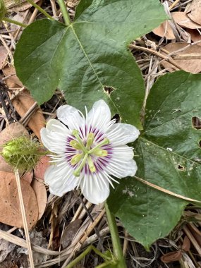 Güzel Passiflora Foetida çiçekleri bahçede