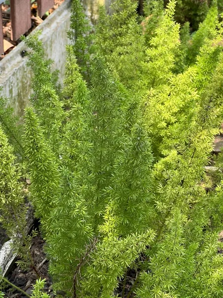 Zielony Świerk Gałęzie Blisko Górę Foxtail Fern — Zdjęcie stockowe