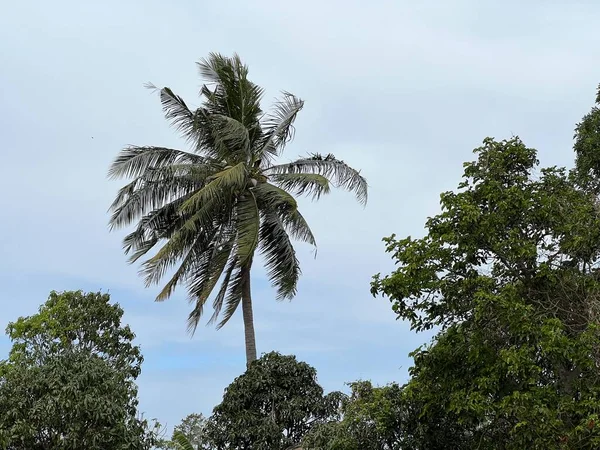 Mavi bulutlu arkaplanı olan palmiye ağacı