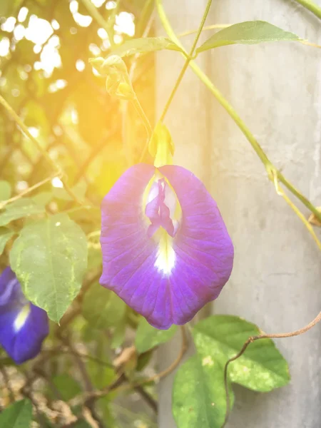 Butterfly Pea Flower Nature Garden — 图库照片
