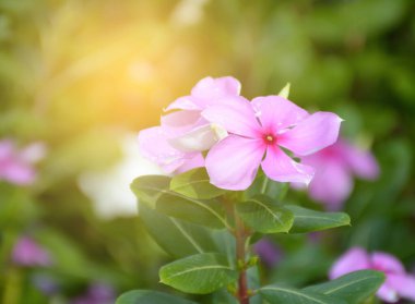 Renkli Kataranthus güllerinin arkaplan resmi, arka plan doğası