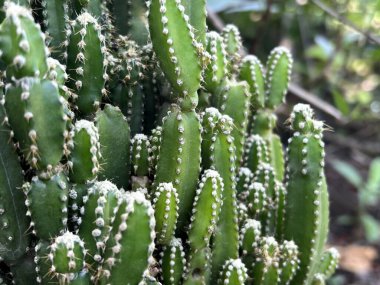 Bahçedeki closeup kaktüs