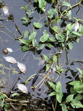 Güzel göl manzarası, nehirde ölü balık.