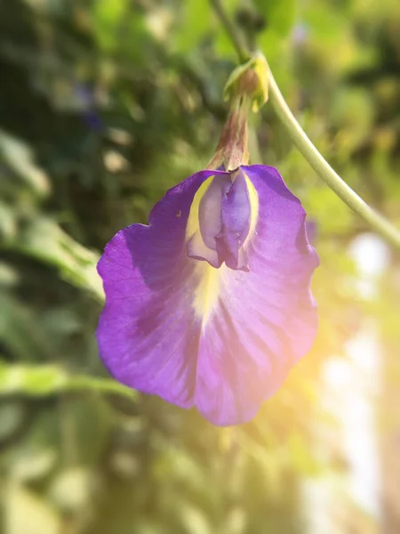 Красива Фіолетова Квітка Метелика Горошини Саду — стокове фото