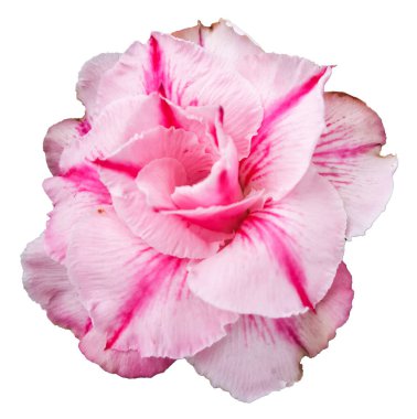 Beyaz arka plan üzerinde izole pembe adenium çiçek