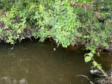 Ormandaki nehirde suyu kapat.