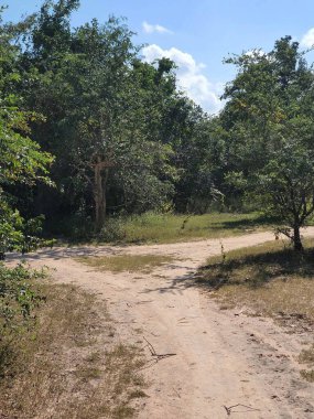 close up road in the forest