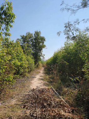 Parkın güzel manzarası