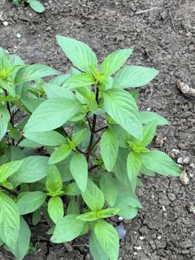 Bitkinin yeşil tatlı fesleğen yapraklarını kapatın.