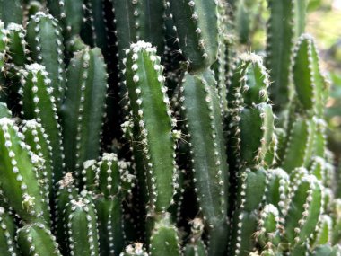 Doğa bahçesindeki kaktüs ağacı.