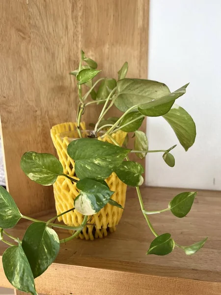 Goldene Schlaglochpflanze Auf Holztisch — Stockfoto