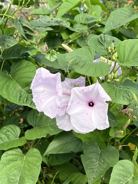 Πρωί Λουλούδι Δόξα Στον Κήπο Της Φύσης — Φωτογραφία Αρχείου