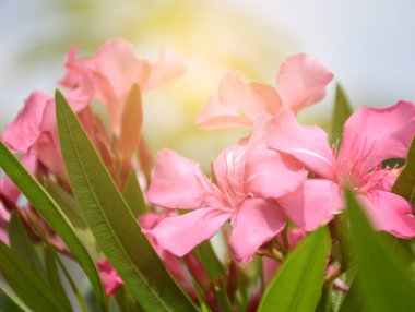 beautiful pink Oleander flowers in the garden