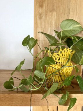 yeşil Epipremnum aureum, ahşap bir arka planda vazoda yapraklar