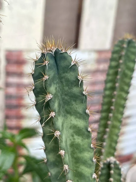 Zielony Kaktusy Ogrodzie Przyrody — Zdjęcie stockowe