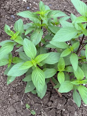 Genç yeşil Bahçede Ocimum bazilika bitkisi