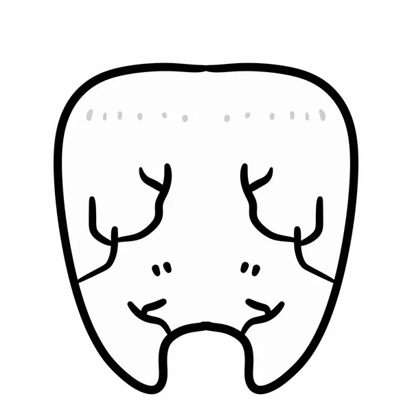 人間の歯のアイコン 薄いラインおよび輪郭 線形の網の設計印 白い背景の平らな様式の打撃が付いている概念の記号を概説して下さい — ストック写真
