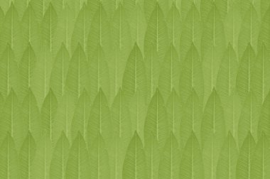 soyut yeşil yaprak renk arkaplanı