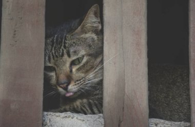 Kediyi kafese kapatın.