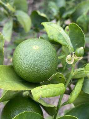 Olgun yeşil limonlar bir ağacın dalında