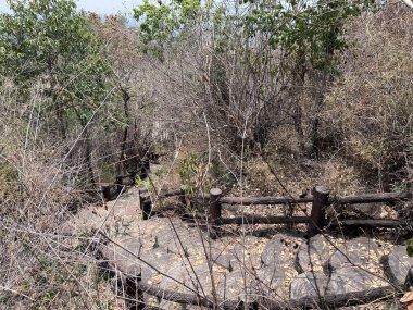 Ormanda terk edilmiş eski bir yol.