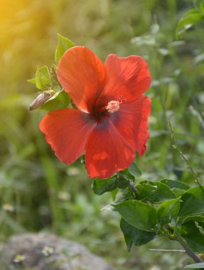 kırmızı amber çiçeği doğa bahçesinde