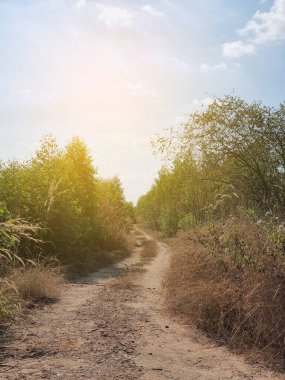 Ormandaki toprak yol 