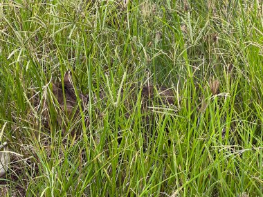 Yeşil çimenlerin üzerinde kedi