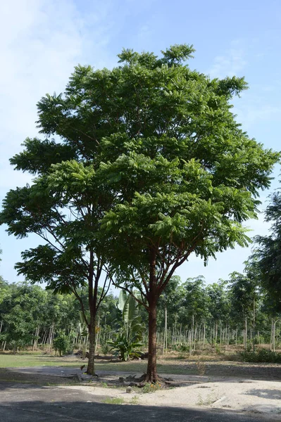 stock image large tree in the forest