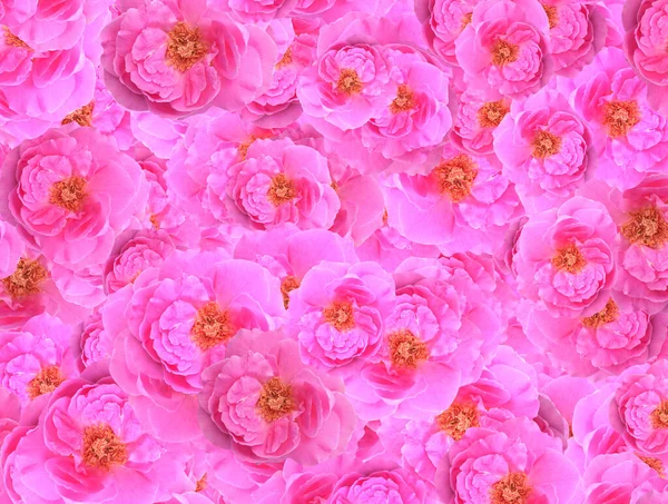 Цветок Розы Фоне Узора — стоковое фото