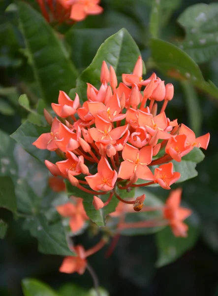 自然園の赤いイクソラの花 — ストック写真