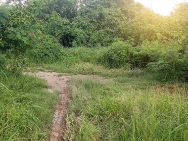 Ormanda yeşil ağaçlar