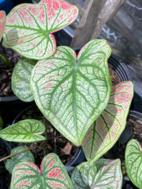 green Caladium bicolor leaves in the garden