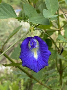 Bahçedeki güzel mor kelebek çiçeği