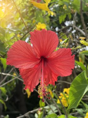 Bahçedeki kırmızı amber çiçeği. yüksek kaliteli fotoğraf