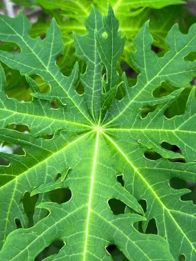 bir papaya bitkisinin yeşil yaprakları