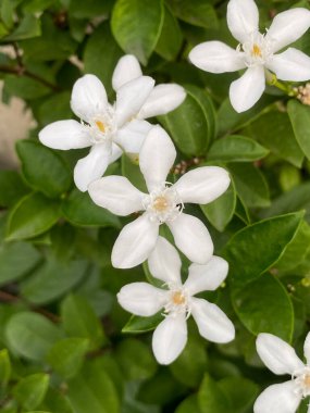 Doğa bahçesinde Wrightia antidysenterica çiçeği