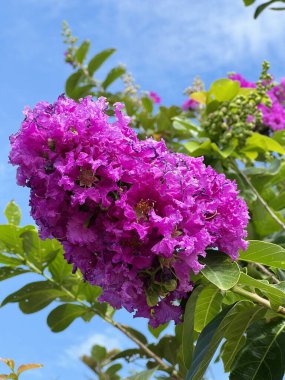 Yakın plan - bahçede güzel çiçek açan Lagerstroemia Specosa çiçekleri.