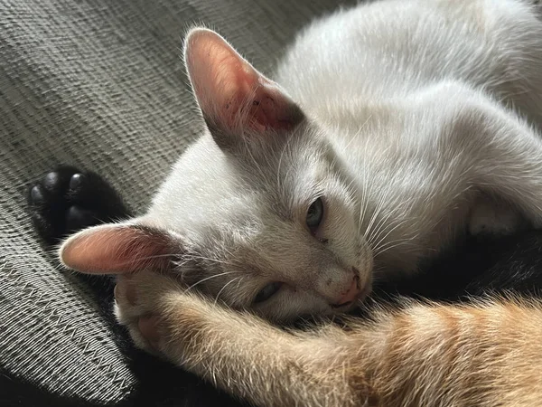 Ładny Kot Śpi Białym Tle — Zdjęcie stockowe