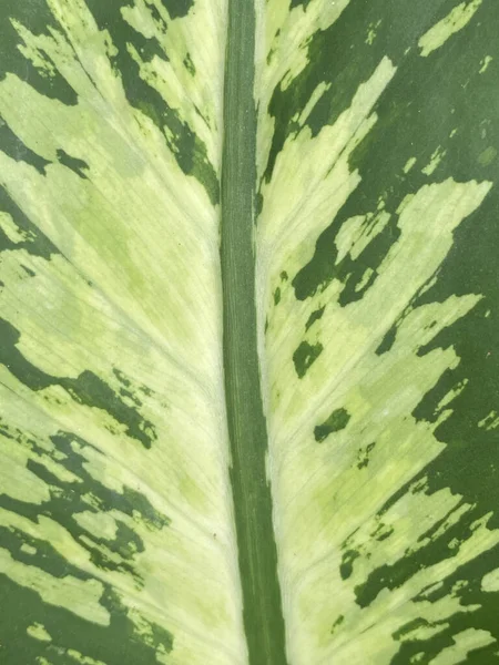 green Dumb cane leaf texture background