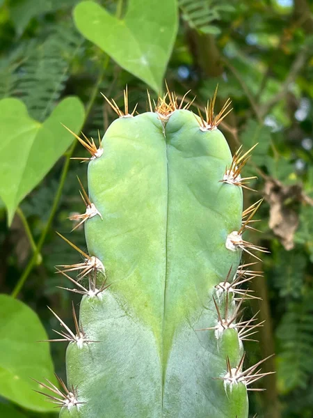 Vista Cerca Del Cactus Fondo Naturaleza Con Espacio Copia Para Imágenes de stock libres de derechos