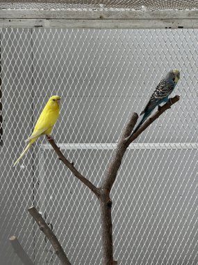 Çitte iki Budgerigar.