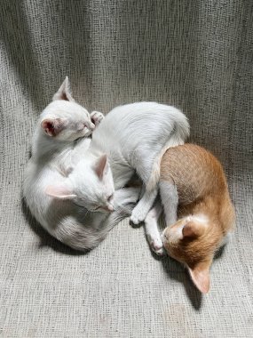 Üç kedi kanepede uyuyor.