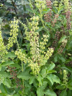 Bahçedeki beyaz fesleğen çiçeklerine yakın..